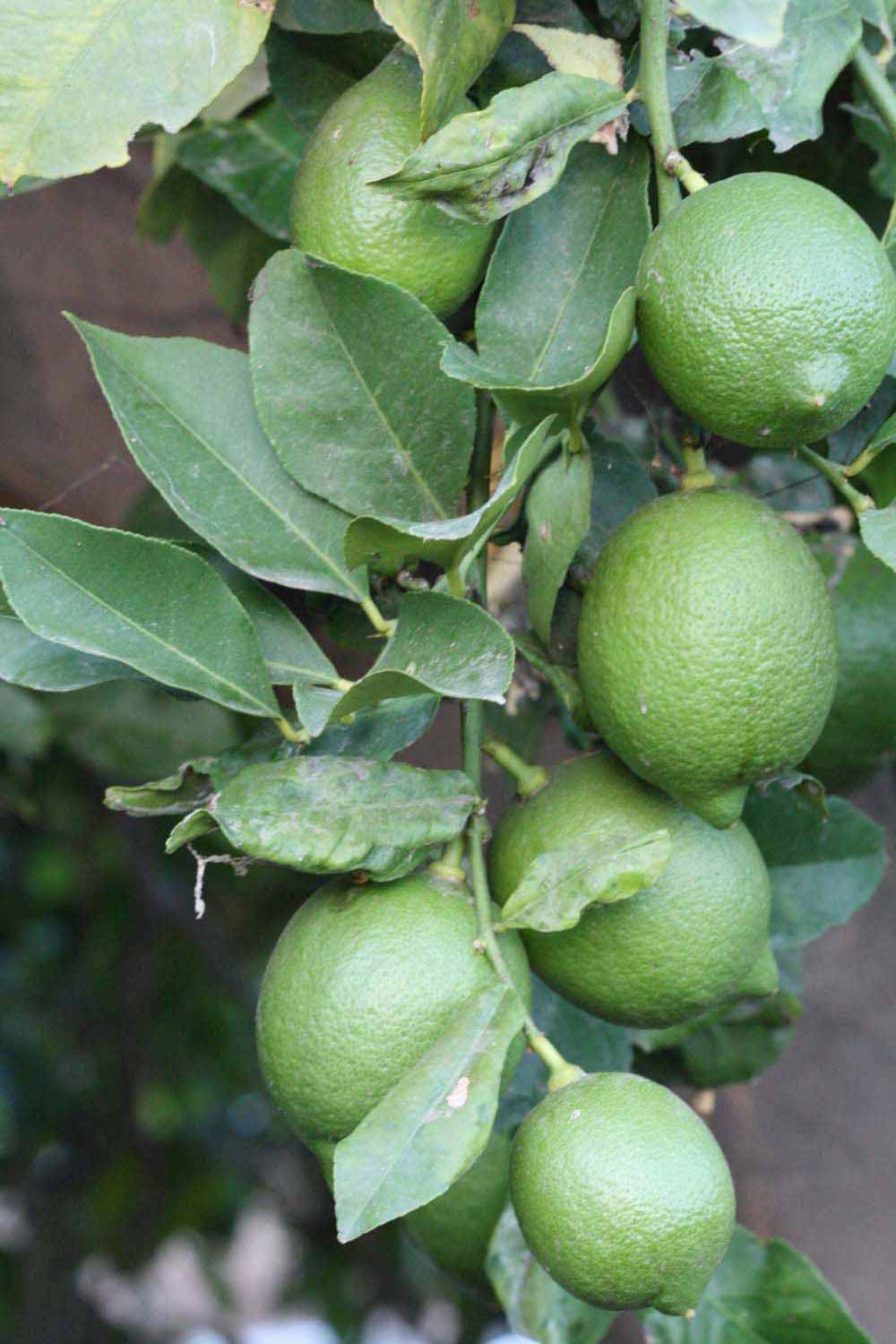            Immature fruit (Riverside, CA)   